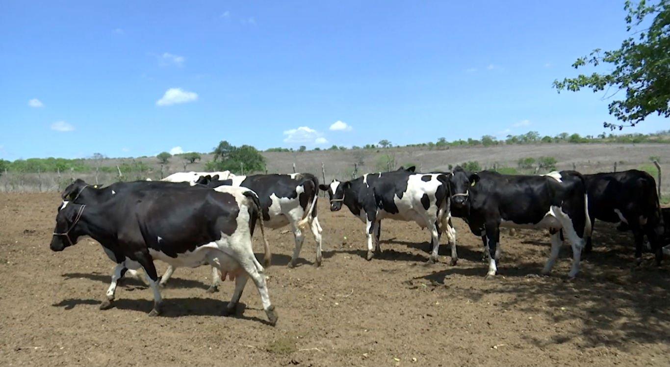 Seca ameaça produção de leite em Pernambuco