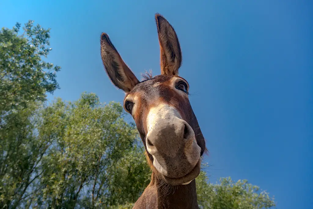 Quem disse que o jumento
só serve como burro de carga?